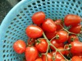 圣女果干的制作与使用（营养丰富，制作简单，美味可口）