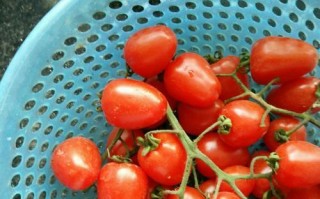 圣女果干的制作与使用（营养丰富，制作简单，美味可口）