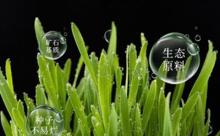 小麦草水培的种植技巧（打造健康的生活方式，从小麦草水培开始）