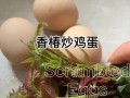 香椿芽滑蛋——美味的春日佳肴（清新爽口，营养丰富的春季食品）
