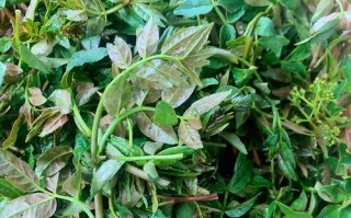 美味家常菜谱（鲜香美味，营养健康，宝宝爱吃，大人推荐）