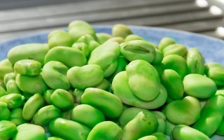 蚕豆煮枇杷叶，清热润肺，养生良方