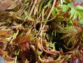 香椿头煎蛋，营养美味的家常菜（以香椿头为主料，加入蛋液煎制的做法，富含营养且口感极佳）