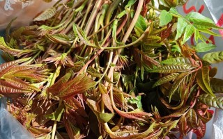 香椿头煎蛋，营养美味的家常菜（以香椿头为主料，加入蛋液煎制的做法，富含营养且口感极佳）