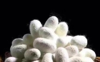 用唯美蚕米烹饪美食（探究蚕米烹饪的奥秘）