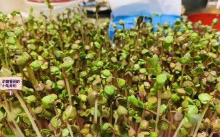 掌握这些芽苗菜的做法，吃出健康美味！（从生长到烹饪，芽苗菜的全面介绍）