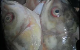 美味香煎草鱼的制作方法