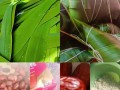 如何制作香甜蜜枣粽（传统粽子文化的糯米鲜香）
