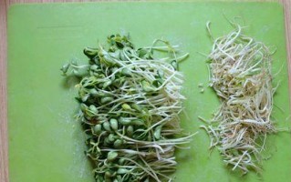 自制黑豆芽的完美方法（打造健康饮食的必备技能，以黑豆为例）