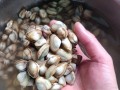 教你如何爆炒美味海瓜子（以清蒸和煮熟两种方式让你吃的更健康）
