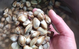 教你如何爆炒美味海瓜子（以清蒸和煮熟两种方式让你吃的更健康）