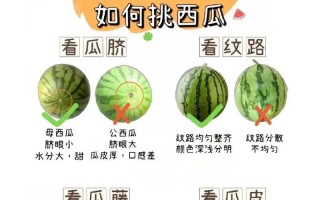 如何制作像小树一样的西瓜（打造精致水果盘，西瓜小树来帮忙）
