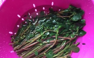 健康美食丨蒜蓉马齿苋（轻松烹制，健康美味无负担）