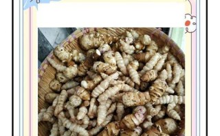 如何制作最简单的糖蒜（只需三步，美味又简单/糖蒜做法分享/糖蒜的功效与好处）