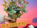 如何制作美丽的双色玫瑰花（简单易学的双色玫瑰花制作方法，让你轻松变身为花艺达人）