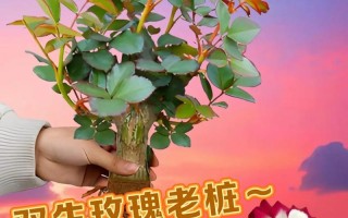 如何制作美丽的双色玫瑰花（简单易学的双色玫瑰花制作方法，让你轻松变身为花艺达人）
