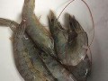 微波炉轻松烤出美味虾肉（快速简便的虾肉烤制方法）