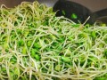 自制黑豆芽，让你在家也能吃到新鲜的健康食材（从选材到制作，一步步教你如何制作营养丰富的黑豆芽）