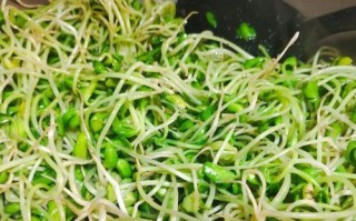 自制黑豆芽，让你在家也能吃到新鲜的健康食材（从选材到制作，一步步教你如何制作营养丰富的黑豆芽）