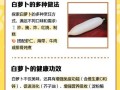 让白萝卜开花，探寻农业的奥秘（白萝卜开花的种植技巧与注意事项）
