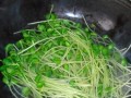 爽口豌豆苗美食制作（做法详解，让你吃出美味新感觉）