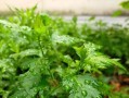 汤培根养心菜，美味又健康（一道美味又有营养的菜肴，让你享受美食的同时还能保持健康！）