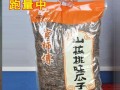 手把手教你现炒瓜子的做法（从选材到烘烤，让你轻松制作出香脆美味的瓜子）