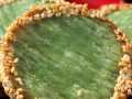 芝麻红豆馅的制作方法（让你做出口感细腻、香甜可口的芝麻红豆馅）