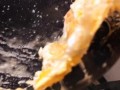 以香炸海虹，美食新体验（海鲜之王，炸香迷人。）