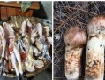 味蕾盛宴，以松茸土鸡煲为主（鲜香爽口，健康营养，土鸡和松茸的完美结合）