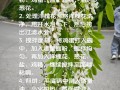 原味蒸槐花的做法（传统美味，健康口感）