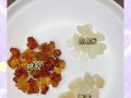 椰浆牛奶雪耳桃胶，营养美味好滋味（一道简单易做的健康甜品，让你美食与养生兼得）
