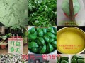以艾叶客家茶为主题的制作方法及功效（传统手工艾叶客家茶的制作过程与独特魅力）