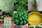 以艾叶客家茶为主题的制作方法及功效（传统手工艾叶客家茶的制作过程与独特魅力）
