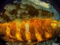 醉鲤鱼的制作方法（传统川菜，鲜香美味，醉人口感）