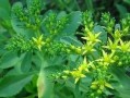 自制山野菜珍珠花包子（采摘野菜，做出美味包子）