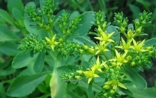 自制山野菜珍珠花包子（采摘野菜，做出美味包子）