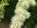 手工包子山野菜珍珠花制作全攻略（15个步骤带你做出天然绿色美食）