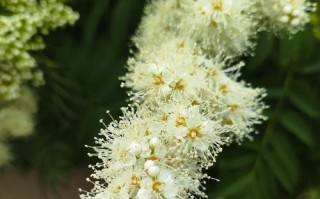 手工包子山野菜珍珠花制作全攻略（15个步骤带你做出天然绿色美食）