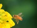 小蜜蜂的做法（探秘小蜜蜂如何制作蜂蜜）