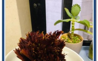 香椿芽滑蛋的做法（家常美食，简单易学，健康营养）