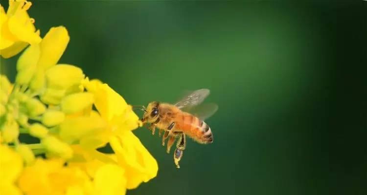 小蜜蜂的做法（探秘小蜜蜂如何制作蜂蜜）-第1张图片-美味行家