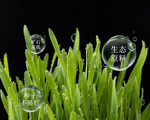 小麦草水培的种植技巧（打造健康的生活方式，从小麦草水培开始）-第1张图片-美味行家