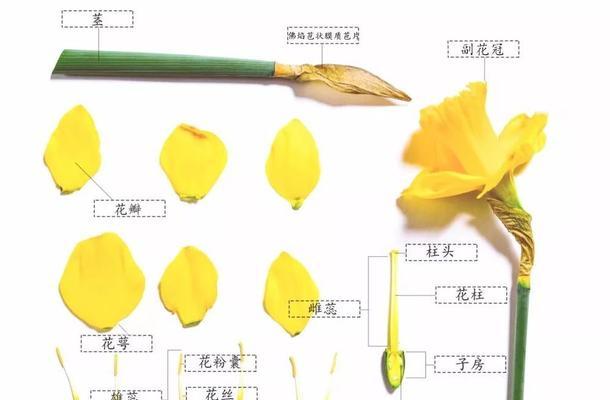 小麦草水培的种植技巧（打造健康的生活方式，从小麦草水培开始）-第3张图片-美味行家