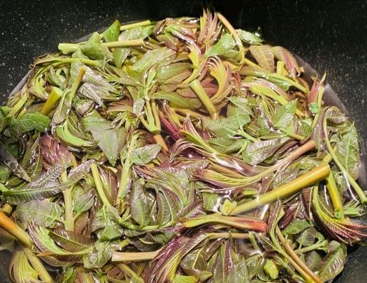 清新健康的香椿拌菜（植物蛋白，低脂高纤，养生美味）-第3张图片-美味行家