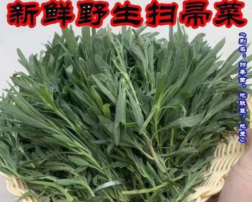 蒸菜扫帚苗，省力又环保（用蒸菜水来种出一盆绿色扫帚苗）-第2张图片-美味行家