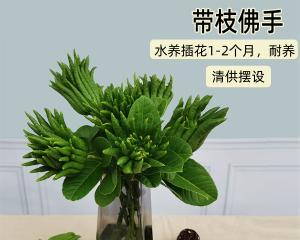 以鲜瓜盆景装点家园（打造别致的家居风景）-第2张图片-美味行家