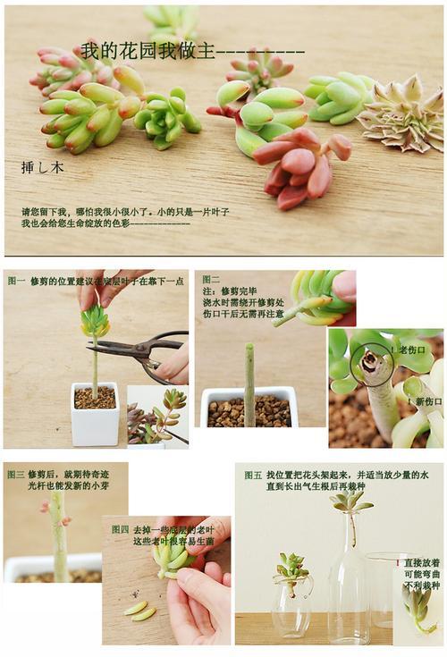 以四物膏为主材的养生做法（四物膏的制作和用途）-第2张图片-美味行家