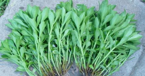 汤培根养心菜，美味又健康（一道美味又有营养的菜肴，让你享受美食的同时还能保持健康！）-第3张图片-美味行家