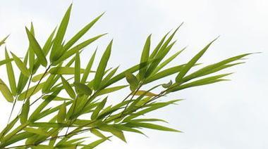 竹叶宝宝的制作方法（手工制作最萌竹叶宝宝，教你快速入门！）-第3张图片-美味行家